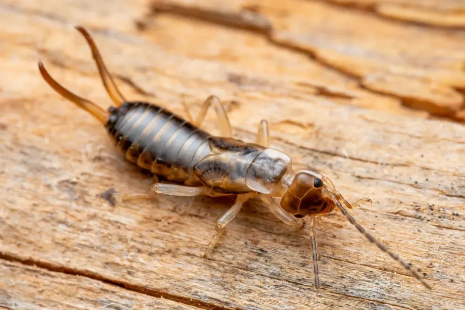 Earwig — Pest Control Earwig — Pest Control