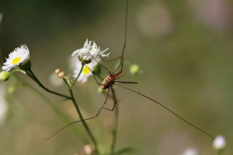 Harvestman — Outdoor