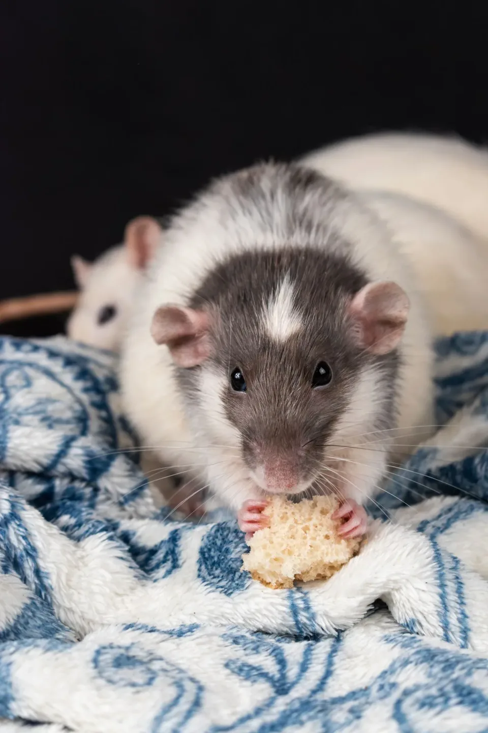 Pet Rat — Pest Control Pet Rat — Pest Control